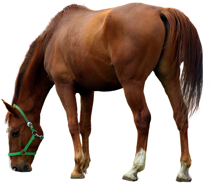 Horse With Tranparent Background (421x340), Png Download