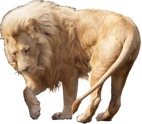 White Lion Png - White Lion Png Hd (500x437), Png Download