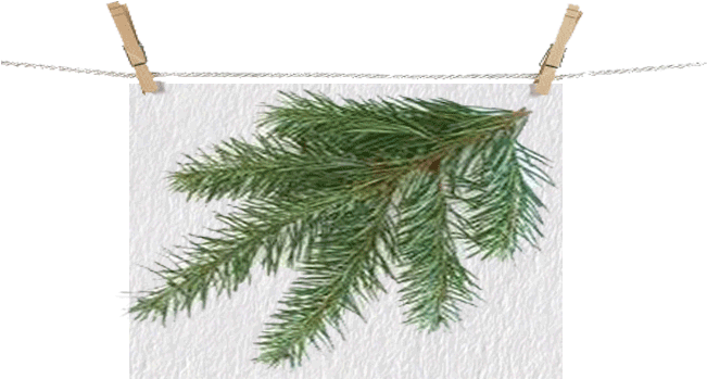 Douglasfir Leftbranch - Types Of Christmas Trees (650x371), Png Download