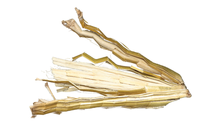 Corn Heads Are Processing Their Stalks, But In Fact - Portable Network Graphics (688x389), Png Download
