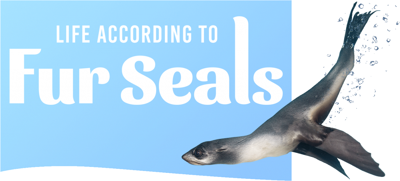 Fur Seal With Logo - Life According For Seals (1440x591), Png Download