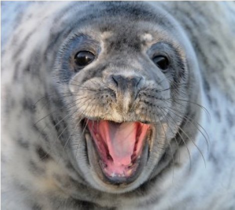 Harbor Seal (870x420), Png Download