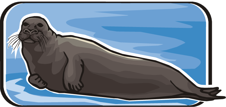 Harbor Seal (750x357), Png Download