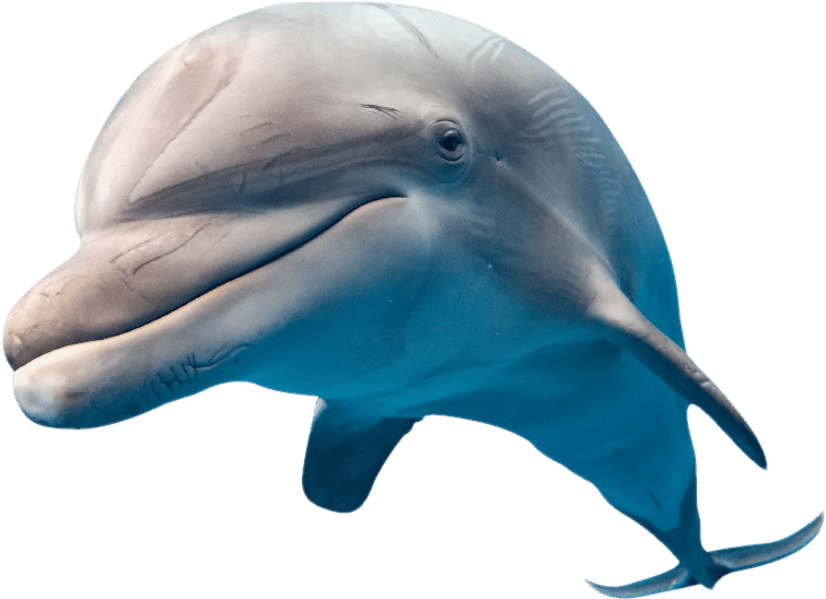 Jump In Water To Witness The World's Biggest Migration - National Geographic Ng13565 Super 3d Dolphin Puzzle (798x582), Png Download