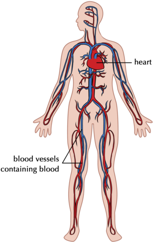 The Circulatory System Is Composed Of The Heart And - Circulatory System For Grade 3 (381x500), Png Download