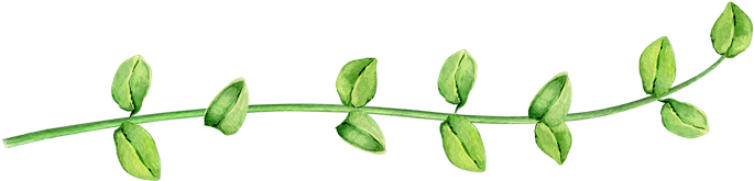 Kasanzu - Bud (700x181), Png Download