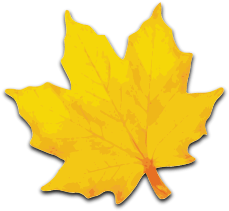 Small - Yellow Maple Leaf Clipart (594x597), Png Download