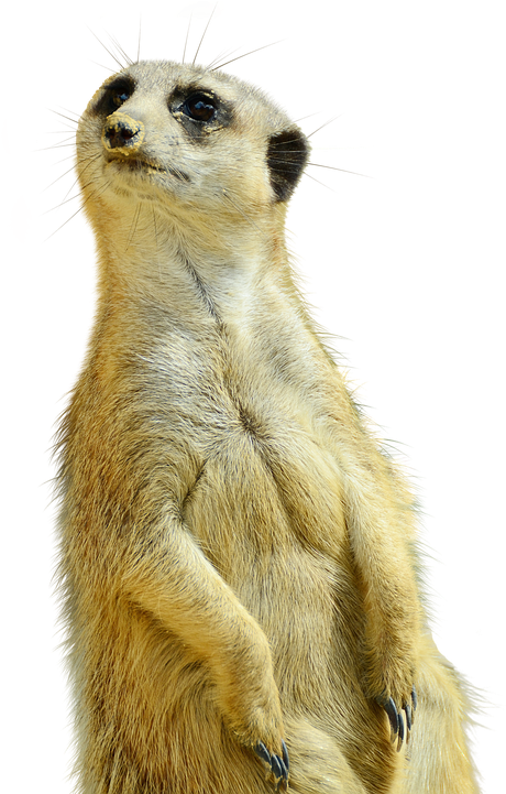 Meerkat, Isolated, Zoo, Nature, Curious, Animals - Meerkat Adult Coloring Book (479x720), Png Download