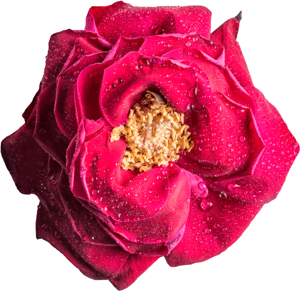 Free Download Magenta Rose Png Clipart Garden Roses - Rose (1024x1070), Png Download