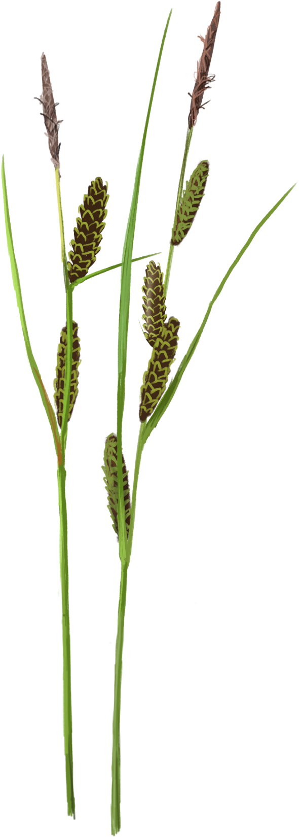 How To Survive Up To Your Neck In Water And With Few - Horsetail (800x1730), Png Download
