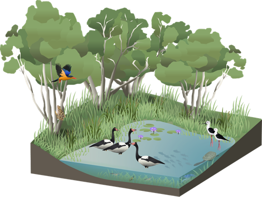 Wetlands Education Module - Science (511x385), Png Download