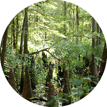 Wetland (370x370), Png Download