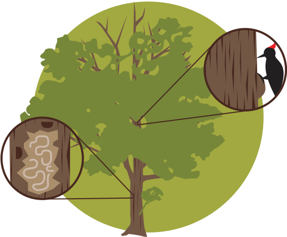 If You Plan To Remove Your Tree, Hire A Licensed, Reliable - Ash Tree Cartoon (600x500), Png Download