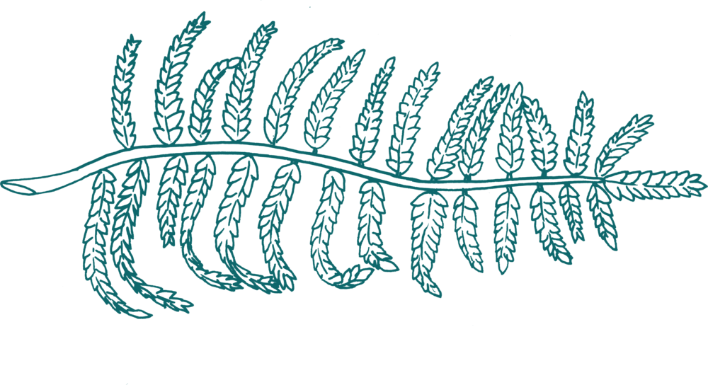 Fern Green (1000x544), Png Download