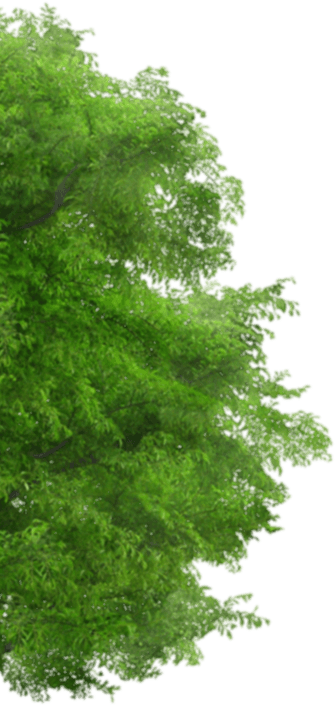 Arbre-gauche1 - Arboles Png Para Photoshop (335x707), Png Download