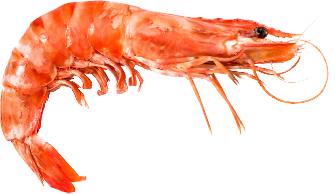 Shrimp Animal - Shrimp And Prawns The Same Thing (667x387), Png Download