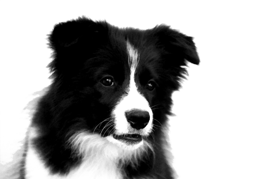 Collie Png Clipart Rough Collie Border Collie Puppy - Border Collie Puppies Drawing (900x600), Png Download