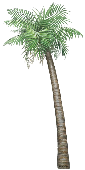 Palm Tree Png Transparent Image - Small Pictures Of Palm Trees (397x720), Png Download