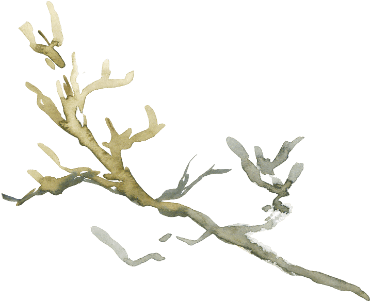 Rama - Gambel Oak (433x316), Png Download