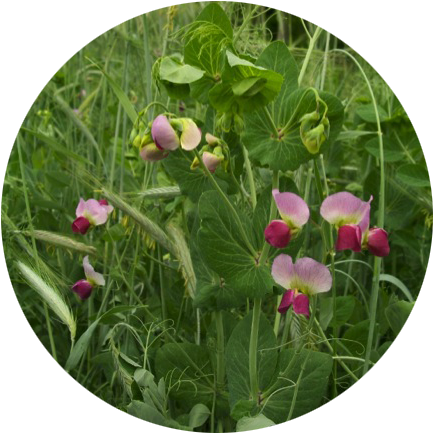 Beautiful Pea Rye Flowers Best - Robust (439x443), Png Download