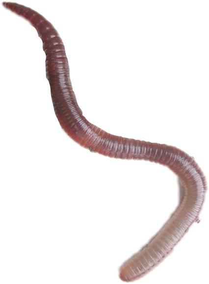 Report Abuse - Lumbricus Terrestris (426x579), Png Download