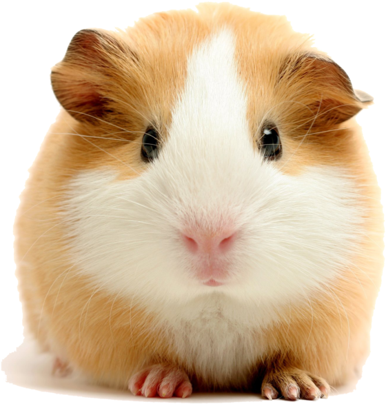 Experienced Pressure Washing - Feeding Your Guinea Pigs (1024x683), Png Download
