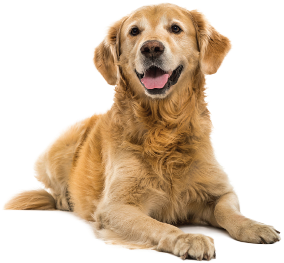 Adult Dog - Cut Out Golden Retriever (600x583), Png Download
