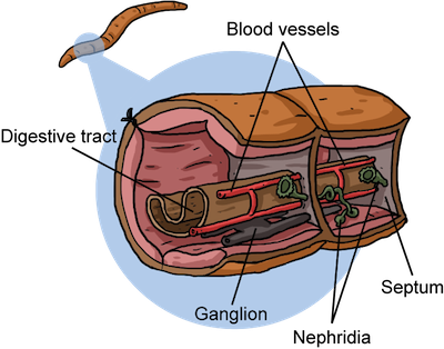 The Land Dwelling Annelids, Like Earthworms, Breathe - Lifeboat (400x314), Png Download