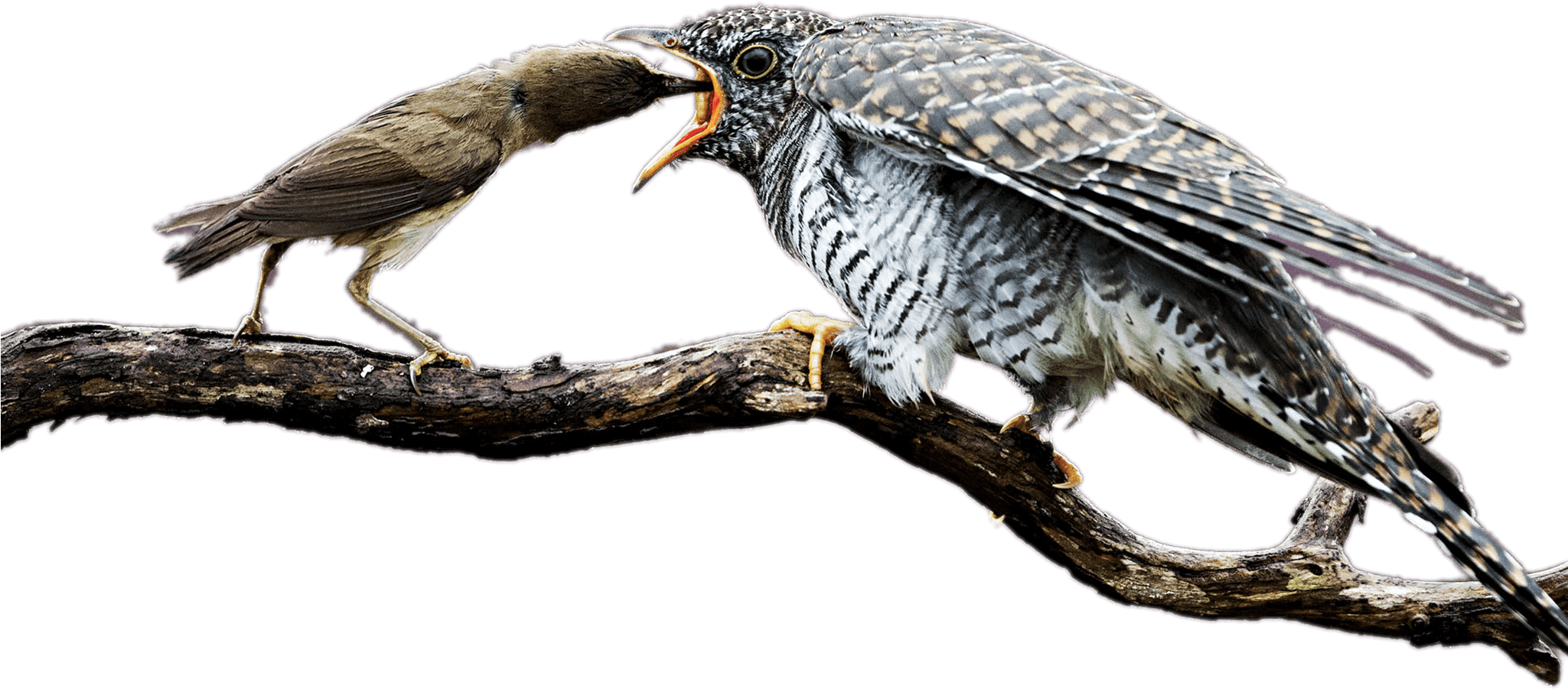Mother Cuckoo Feeding The Baby Bird - Infant (2048x1613), Png Download