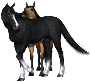 Horses Black Horse Looking Back - Horse (400x400), Png Download