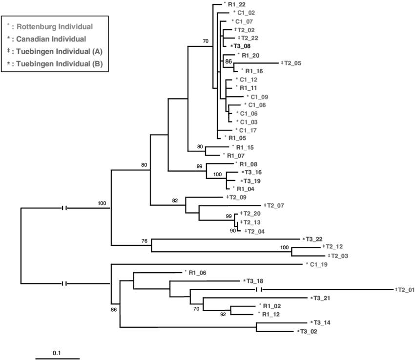 Maximum Likelihood Tree Inferred With The Tamura-nei - Diagram (850x738), Png Download