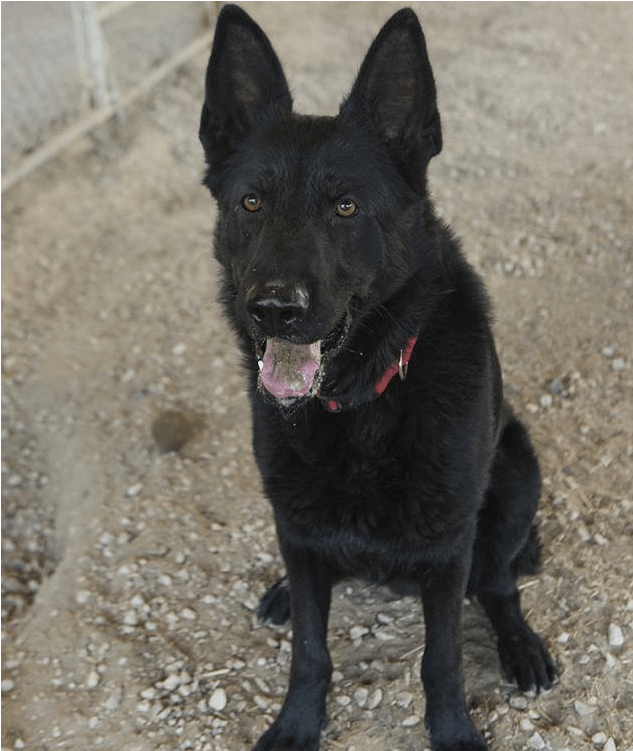 Adult Rate - Schipperke (800x750), Png Download