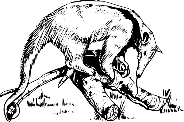 On A Log - Anteater Drawing (600x399), Png Download