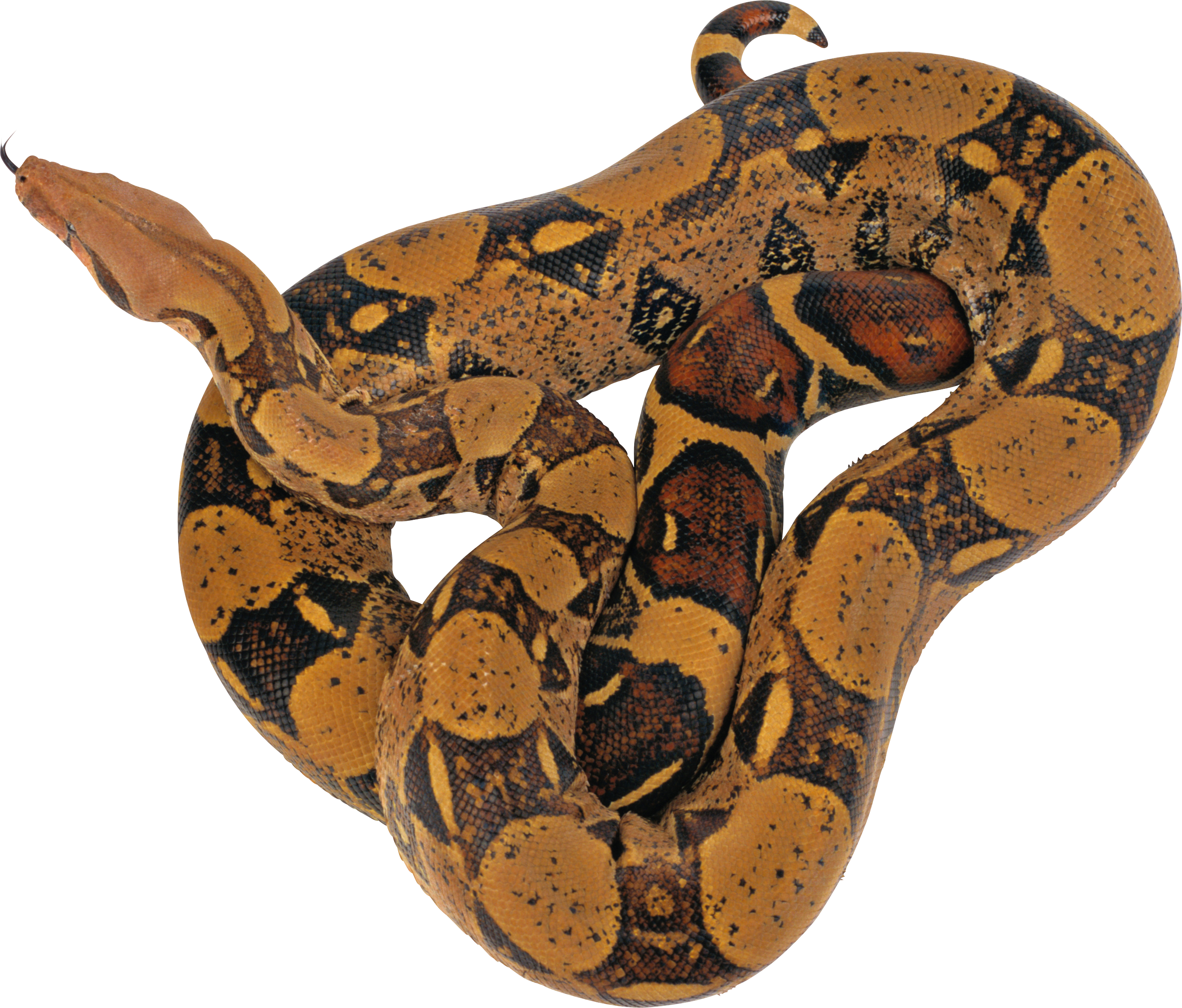 Cobra Snake Png Download - Reticulated Python Png (2654x2263), Png Download