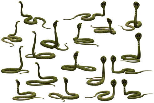 Snake, Cobra, Reptile, Poisonous - Snakes (502x340), Png Download
