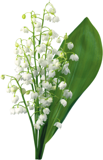 1er Mai - Muguet Png (412x614), Png Download