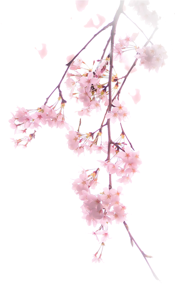 Free Download Cherry Blossom Png Clipart Cherry Blossom - Pink Cherry Blossom Png (898x1170), Png Download