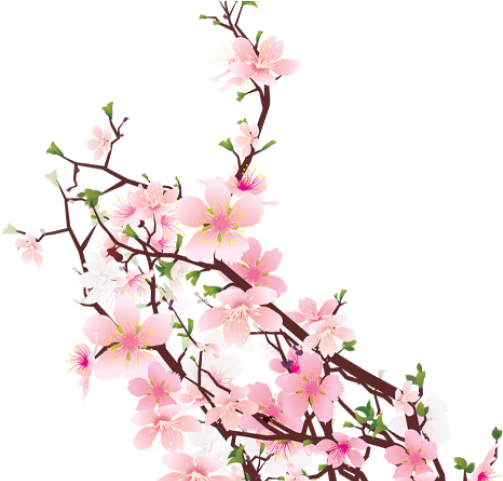 Cherry Blossom Clipart Transparent Tumblr - Women Of The Old Testament: 14 In-depth Bible Studies (640x480), Png Download