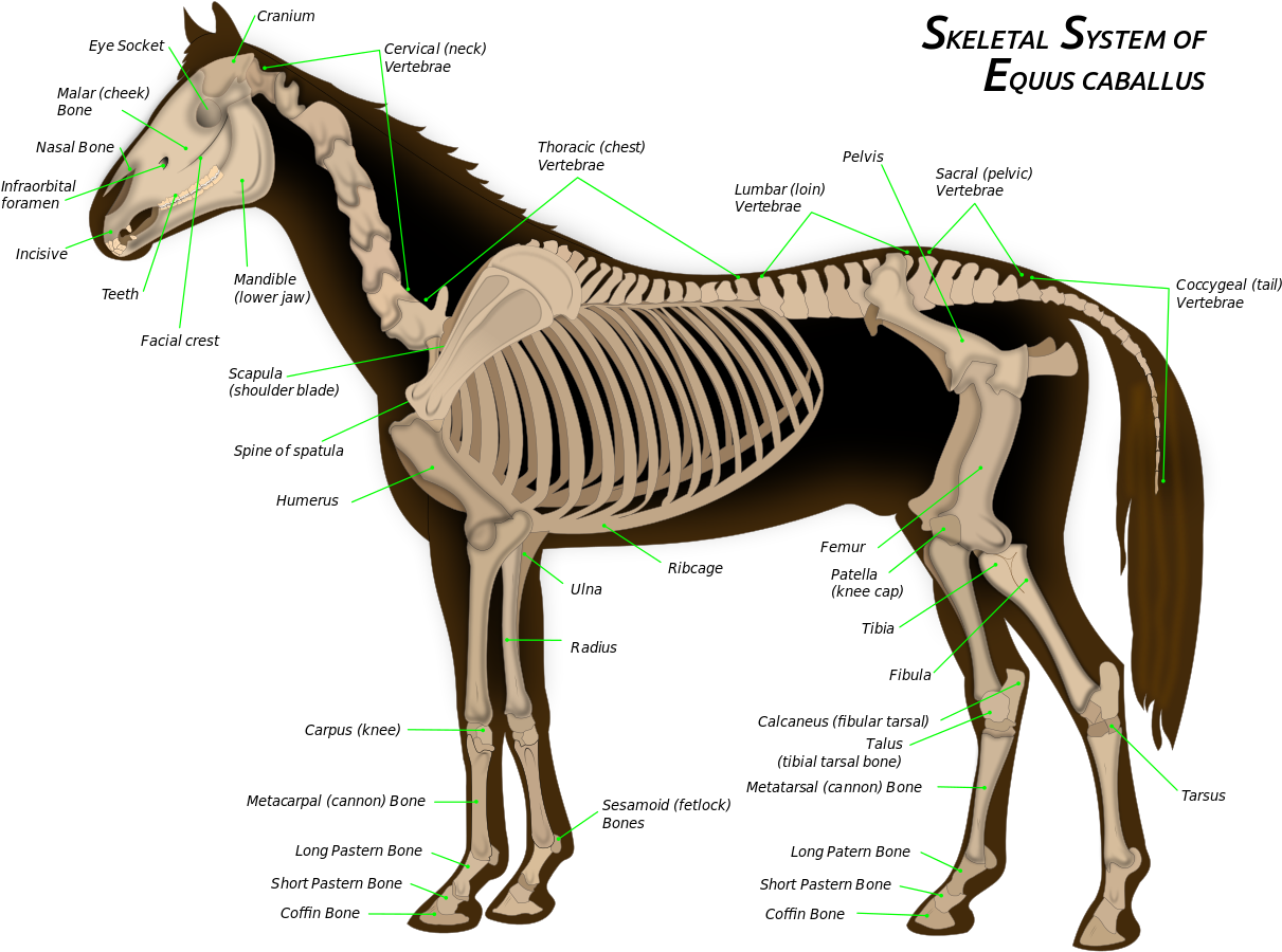 File - Horse Anatomy - Svg - Horse Skeleton (1280x1006), Png Download