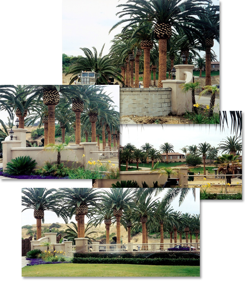 Clockwise From Top - Attalea Speciosa (500x573), Png Download