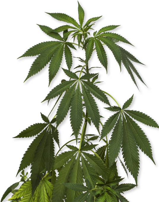 How To Order - Marijuana Plant Png (555x768), Png Download
