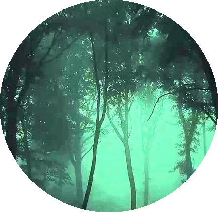 Shadeclan's Dark Forest Banner - Tropical Rainforest (443x431), Png Download