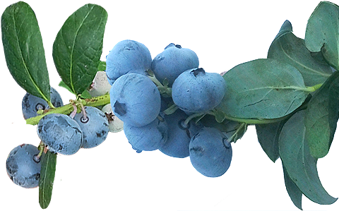 Winter Bell - Huckleberry (493x300), Png Download