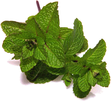 Spearmint Terpene - Mentha Gif (410x368), Png Download
