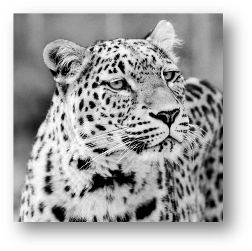 Does A Leopard Need To Change Its Spots - Leopard (1275x516), Png Download