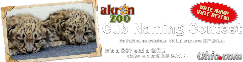 Cubs Contest Header - Snow Leopard (980x250), Png Download