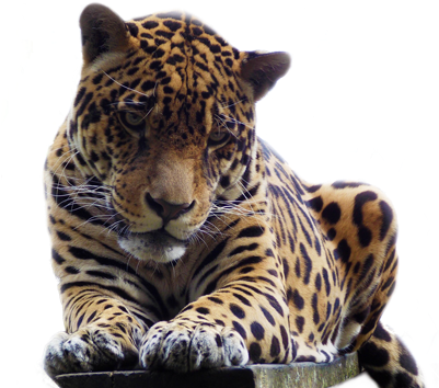Jaguar Jaguar-senda Verde - Onça Png (400x363), Png Download