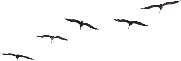 Report Abuse - Birds Flying Psd Free (1546x1024), Png Download