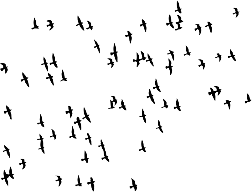 Flock Of Birds Png By Kasirun-hasibuan Pluspng - Migratory Birds Black And White (900x658), Png Download