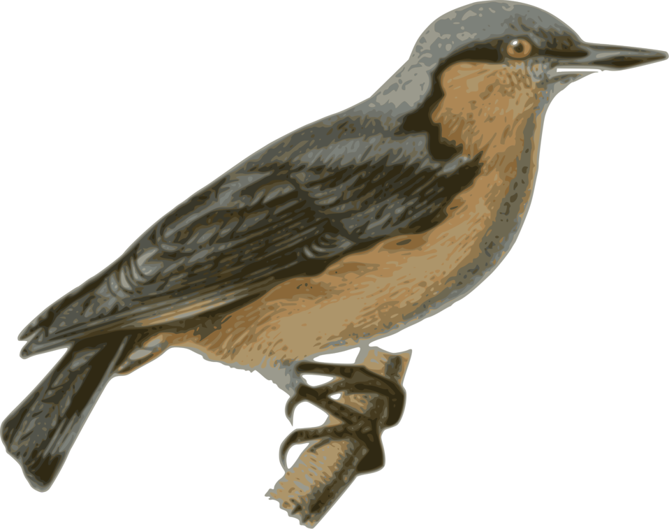 Bird Perched Png (958x757), Png Download